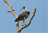 Straw-necked Ibis